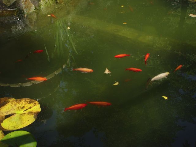 Loading Image